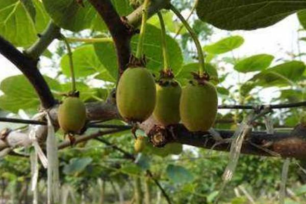 在果园中如何更好的让猕猴桃结果，每天8-11点左右抓紧人工授粉