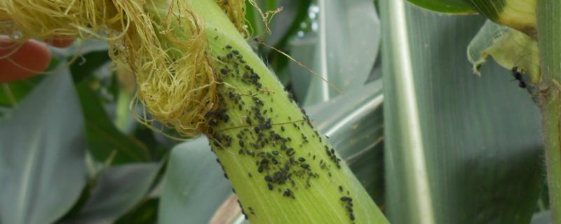玉米蚜虫的为害特点，幼苗期主要为害心叶