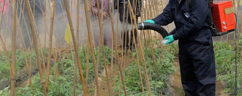 喹硫磷主要杀什么虫，可灭杀水稻害虫、蔬菜害虫、棉花害虫等