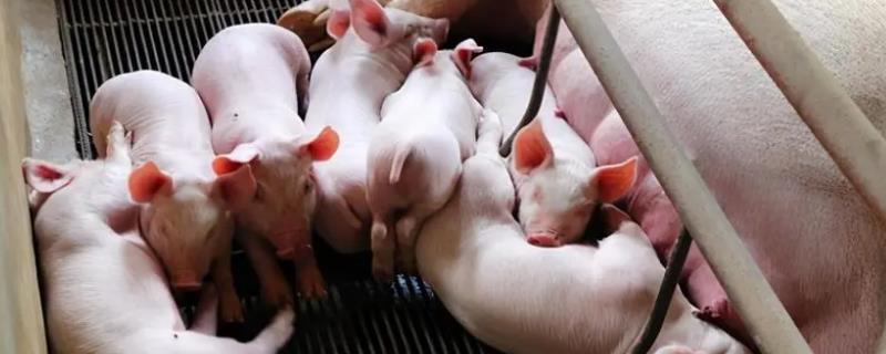 母猪一般隔多久产下一头猪仔，大约每隔10-20分钟产出一头