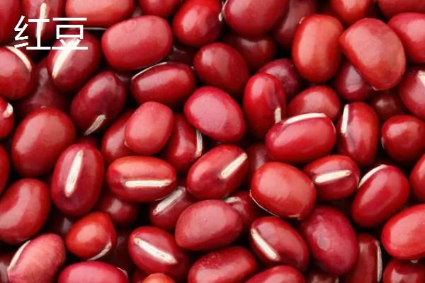 红豆是赤小豆吗，虽然颜色相同但是不是同一品种