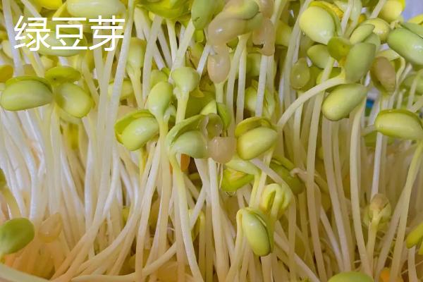 自己在家怎么种豆芽，首先要仔细筛选绿豆