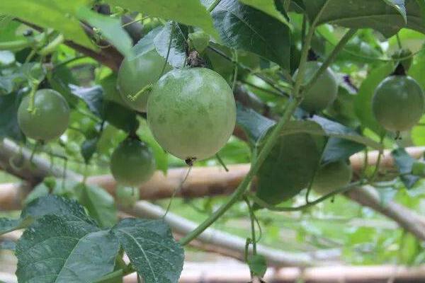 百香果怎样剪枝才高产，必须在植株定植成活的时候进行