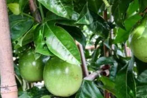 百香果怎样剪枝才高产，必须在植株定植成活的时候进行