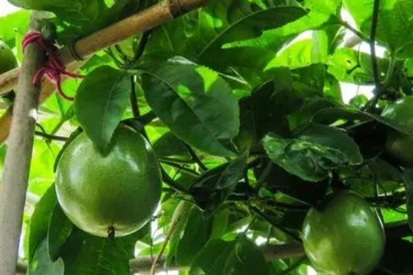 百香果怎样剪枝才高产，必须在植株定植成活的时候进行