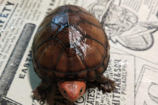 红面蛋龟可以深水养吗，可以深水养但要设置一个晒台