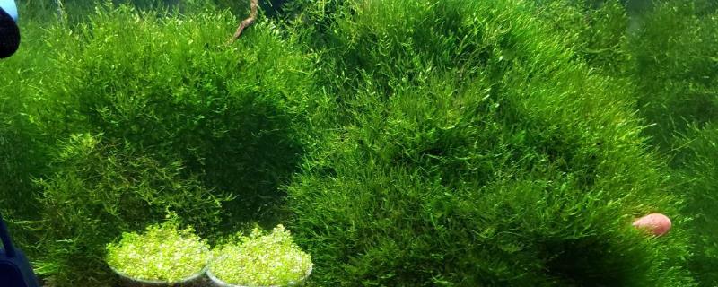 常见的水草种类，常见的有莫斯水草、水榕水草和细叶铁皇冠等