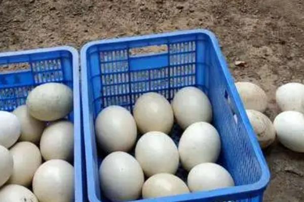 鸵鸟一年产蛋多少，第7年左右产蛋约70-80枚