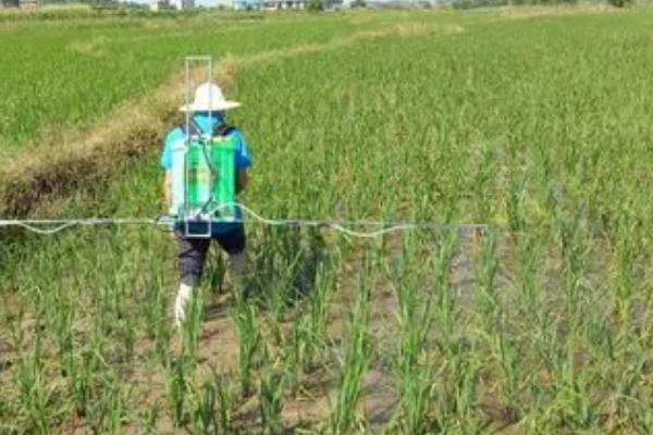 矮壮素的作用，生理功能是控制植株的营养生长