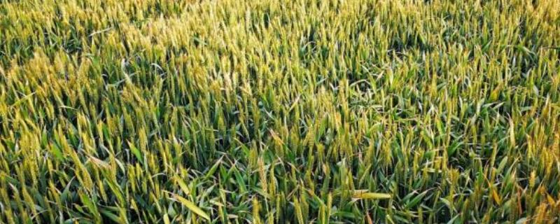 小麦为何会有穗无粒，可能是孕穗期发生冻害等原因所导致