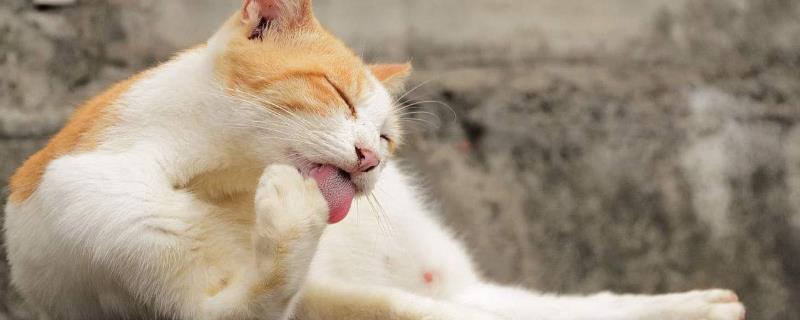 猫咪为什么那么爱舔毛，舔毛很好地帮助猫咪散热