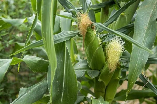 习玉2号玉米品种的特性，适宜密度为每亩4500株左右
