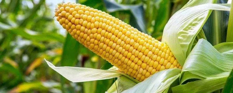 鑫瑞73玉米种子介绍，夏播生育期105天