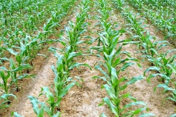 桓丰117玉米品种的特性，适宜密度为每亩5000株左右