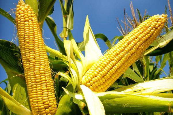 好日子909玉米种子特征特性，适宜密度为每亩5000株左右