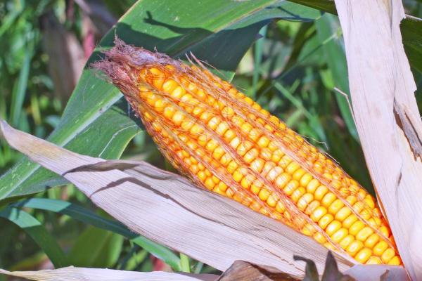 优粮糯268玉米种子介绍，适宜密度为每亩4500株左右