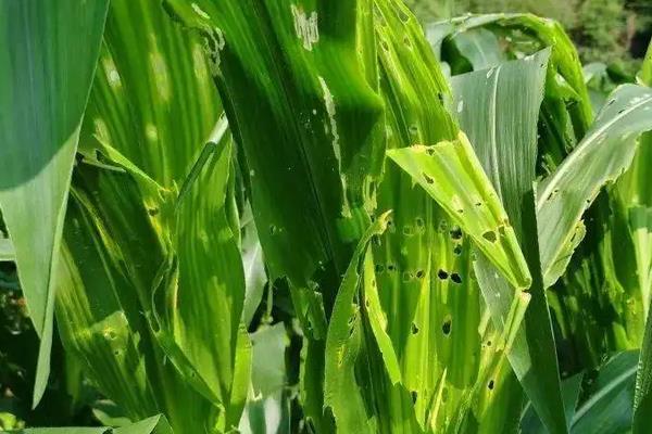 济糯23玉米种子特征特性，适宜密度为每亩4000株左右