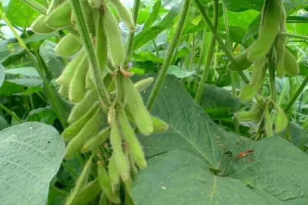 贡春豆27大豆品种的特性，花荚期注意防治豆荚螟及鼠害