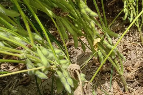 贡夏豆18大豆种子特点，该品种属高蛋白夏大豆品种