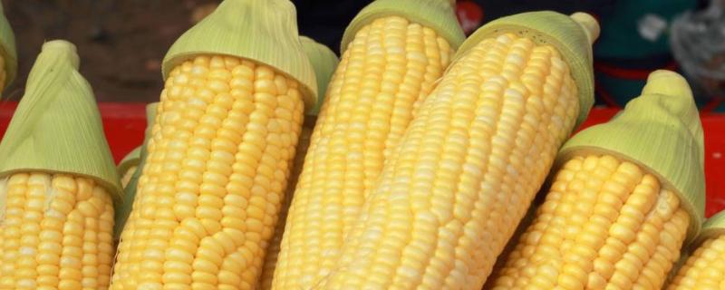 力丰1618玉米品种的特性，春播平均生育期118.3天