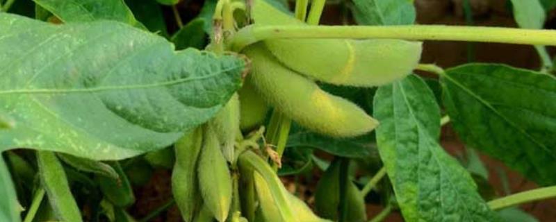 贡夏豆18大豆种子特点，该品种属高蛋白夏大豆品种
