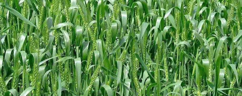 南麦995小麦品种简介，高抗条锈病