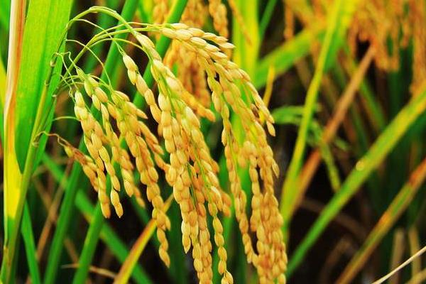 泰两优华占水稻品种简介，该品种基部叶叶鞘绿色