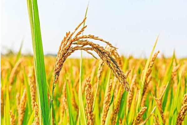 泰两优华占水稻品种简介，该品种基部叶叶鞘绿色