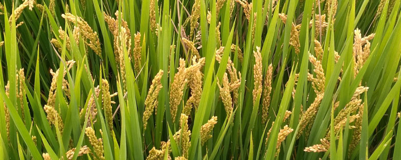 广8优2115水稻种子特征特性，该品种基部叶叶鞘绿色
