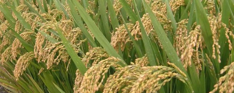 华两优2581水稻种子简介，综合防治病虫害