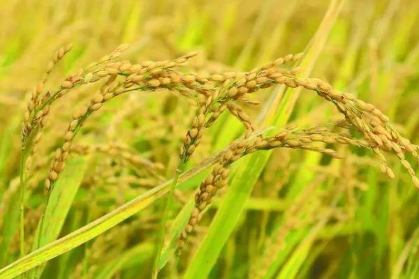 广8优2115水稻种子特征特性，该品种基部叶叶鞘绿色