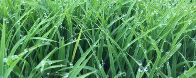 甜香优2595水稻种子特征特性，综合防治病虫害