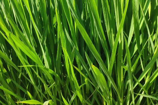 早香优丝苗水稻种简介，综合防治病虫害