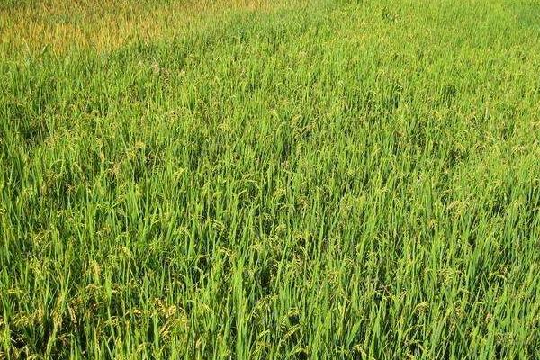 川农优8589水稻品种简介，该品种基部叶叶鞘中等紫色