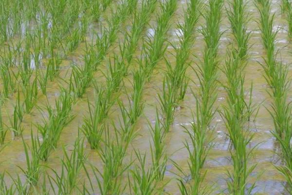 青香优19香水稻种子特征特性，综合防治病虫害
