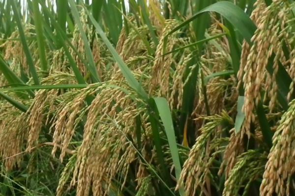 千乡优5183水稻种子简介，综合防治病虫害