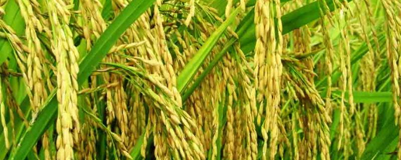 川优8459水稻品种简介，该品种基部叶叶鞘绿色