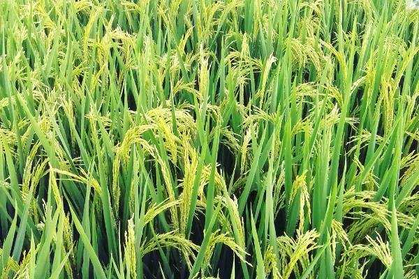 川农优8589水稻品种简介，该品种基部叶叶鞘中等紫色