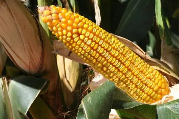 金都玉3号（区试名称：JDY2）玉米种子特点，生育期126.6天