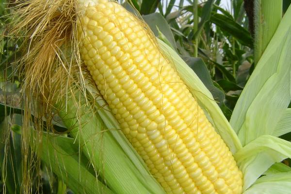 品花糯1号（区试名称：源花糯8号）玉米种子简介，春播宜在4月上中旬播种