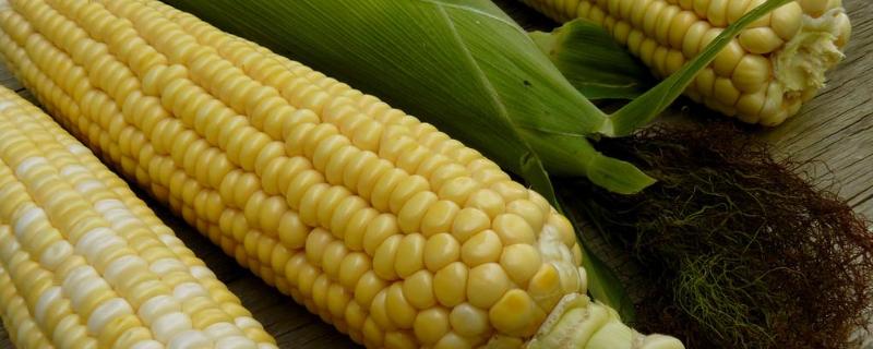 鑫玉122（区试名称：金玉1823）玉米种简介，生育期129.8天