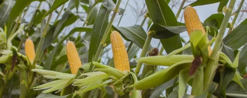 安康1853（区试名称：KN1853）玉米种子介绍，结合每亩施尿素15千克
