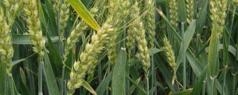 贵农麦32号（区试代号：贵农麦1803）小麦种子介绍，中抗赤霉病