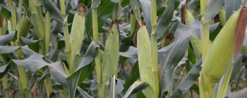 碧玉10号玉米品种的特性，大喇叭口期防治玉米螟