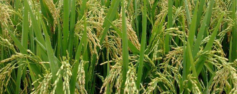 色香优莉丝水稻种子介绍，每亩2万~5万穴
