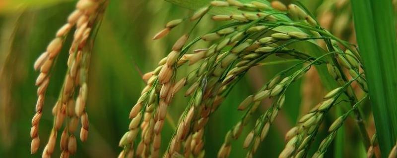 野香优9901水稻品种简介，尤其注意防治稻瘟病