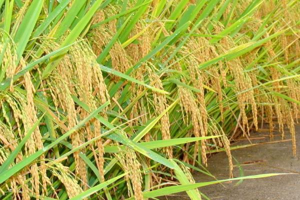 金龙优308水稻种子特点，全生育期为153.2天