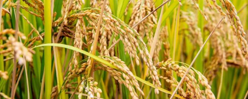 Q优692水稻品种简介，在贵州省内于清明节前后播种