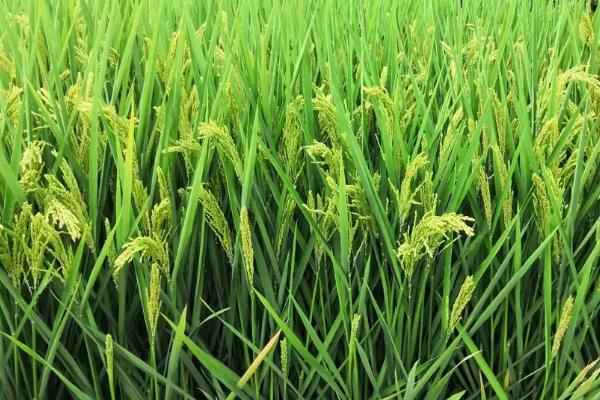 金龙优308水稻种子特点，全生育期为153.2天