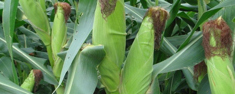 上善一号玉米种子特征特性，高抗大斑病